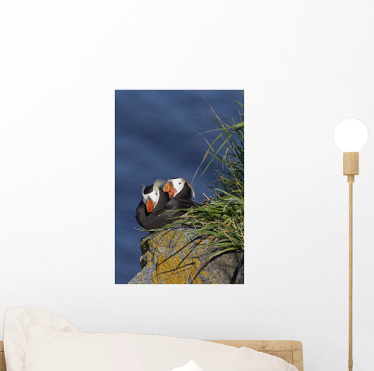 Pair Tufted Puffins Preening Wall Decal