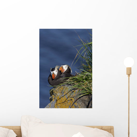 Pair Tufted Puffins Preening Wall Decal