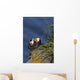 Pair Tufted Puffins Preening Wall Decal