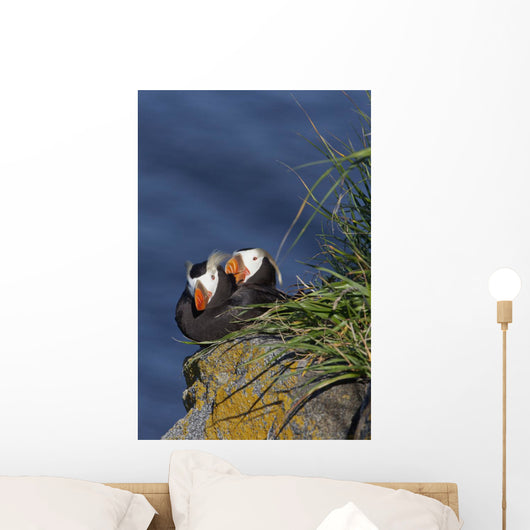 Pair Tufted Puffins Preening Wall Decal
