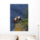 Pair Tufted Puffins Preening Wall Decal