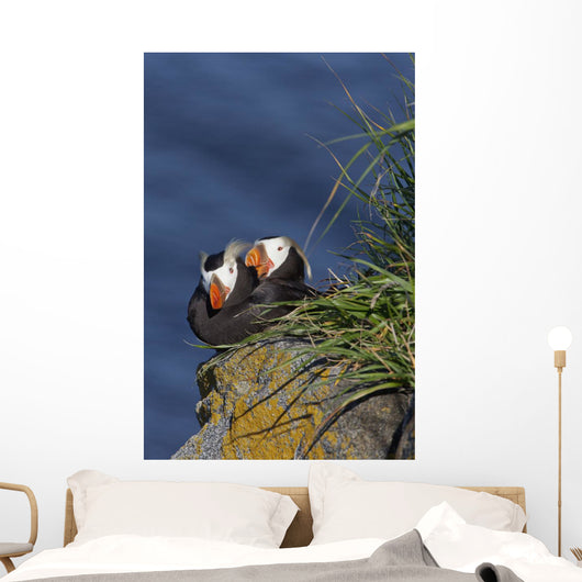 Pair Tufted Puffins Preening Wall Decal