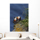 Pair Tufted Puffins Preening Wall Decal