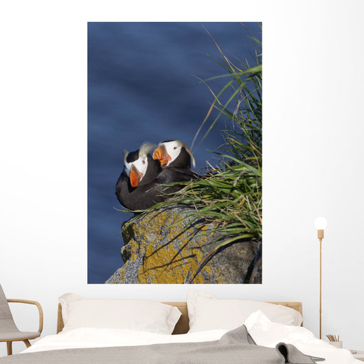 Pair Tufted Puffins Preening Wall Decal