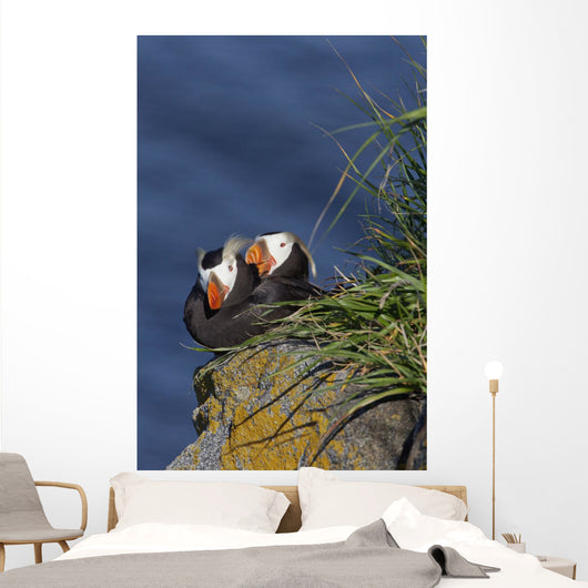 Pair Tufted Puffins Preening Wall Decal
