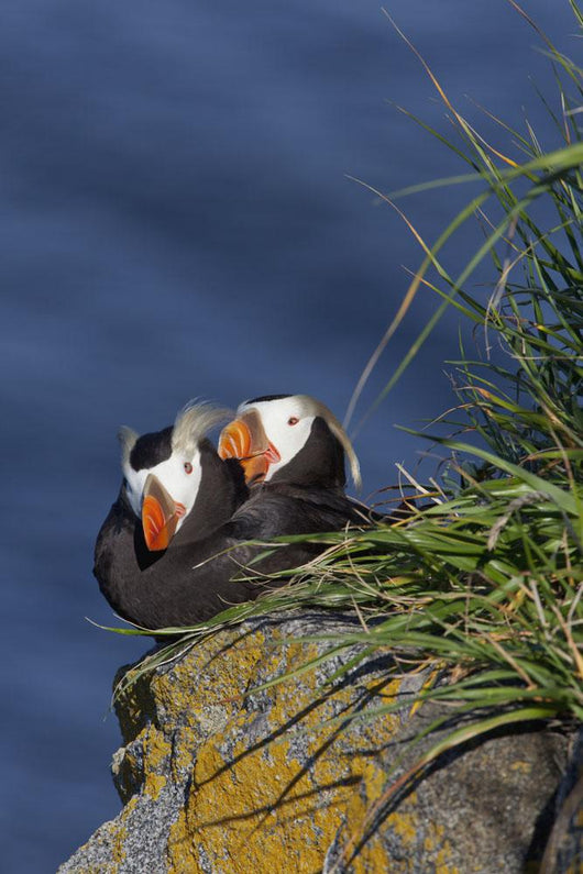 Pair Tufted Puffins Preening Wall Decal