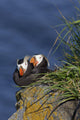 Pair Tufted Puffins Preening Wall Decal