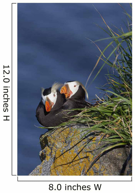 Pair Tufted Puffins Preening Wall Decal