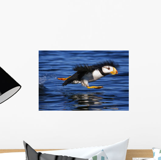 Horned Puffin Taking off Wall Decal