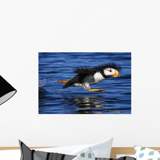 Horned Puffin Taking off Wall Decal