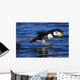 Horned Puffin Taking off Wall Decal