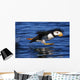 Horned Puffin Taking off Wall Decal