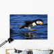 Horned Puffin Taking off Wall Decal