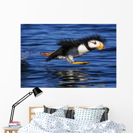Horned Puffin Taking off Wall Decal