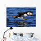 Horned Puffin Taking off Wall Decal