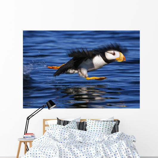 Horned Puffin Taking off Wall Decal