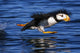 Horned Puffin Taking off Wall Decal