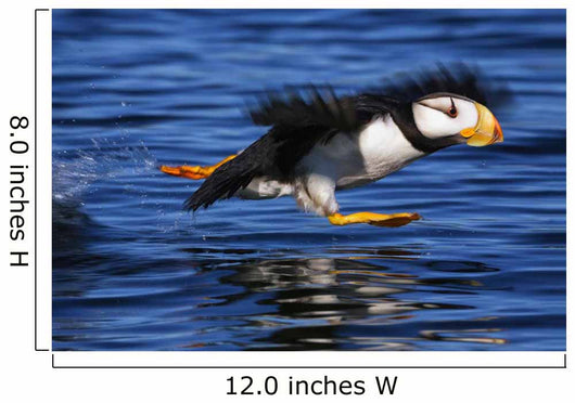 Horned Puffin Taking off Wall Decal
