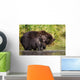 Coastal Brown Bear and Wall Decal