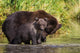 Coastal Brown Bear and Wall Decal