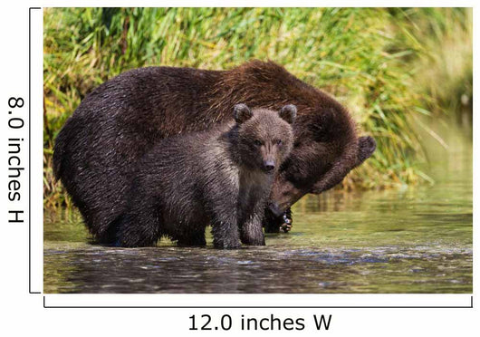 Coastal Brown Bear and Wall Decal