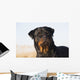 Portrait Rottweiler Dog Winter Wall Decal