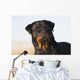 Portrait Rottweiler Dog Winter Wall Decal