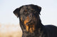Portrait Rottweiler Dog Winter Wall Decal