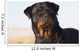 Portrait Rottweiler Dog Winter Wall Decal