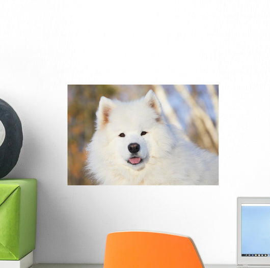 Portrait Samoyed Dog Snow Wall Decal