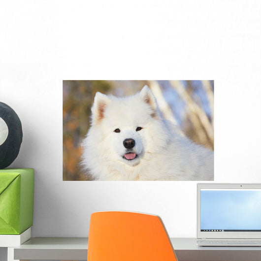 Portrait Samoyed Dog Snow Wall Decal