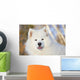 Portrait Samoyed Dog Snow Wall Decal