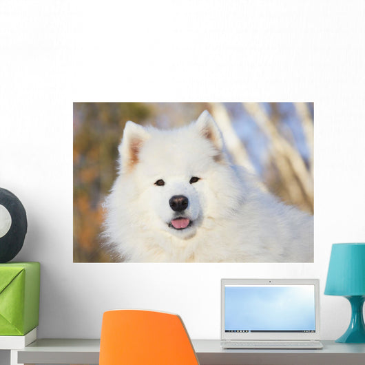 Portrait Samoyed Dog Snow Wall Decal