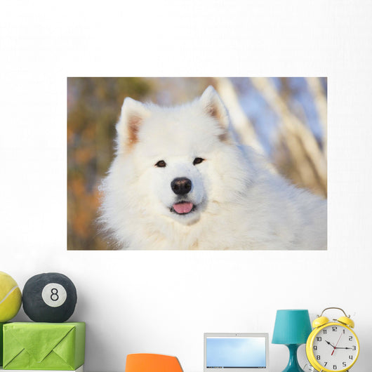 Portrait Samoyed Dog Snow Wall Decal