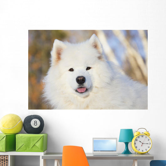 Portrait Samoyed Dog Snow Wall Decal