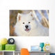 Portrait Samoyed Dog Snow Wall Decal