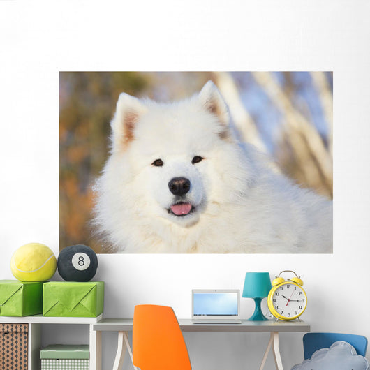 Portrait Samoyed Dog Snow Wall Decal