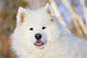 Portrait Samoyed Dog Snow Wall Decal