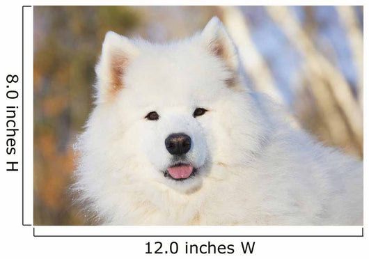 Portrait Samoyed Dog Snow Wall Decal