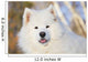 Portrait Samoyed Dog Snow Wall Decal