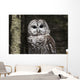 Northern Barred Owl Perched Wall Decal