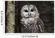Northern Barred Owl Perched Wall Decal