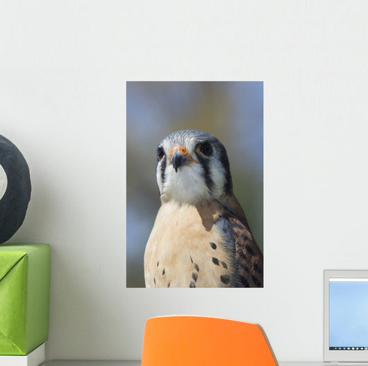American Kestrel Breeding Plumage Wall Decal
