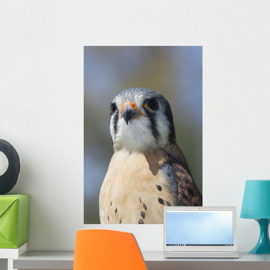 American Kestrel Breeding Plumage Wall Decal