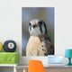 American Kestrel Breeding Plumage Wall Decal