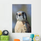 American Kestrel Breeding Plumage Wall Decal
