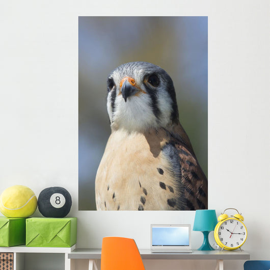 American Kestrel Breeding Plumage Wall Decal