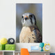 American Kestrel Breeding Plumage Wall Decal