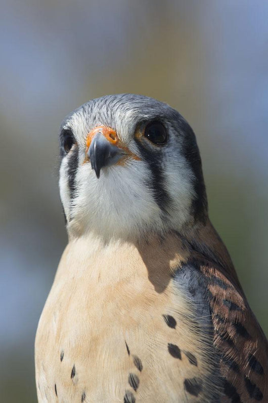 American Kestrel Breeding Plumage Wall Decal