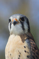American Kestrel Breeding Plumage Wall Decal
